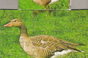 Pelikan - Puzzle - Mini Tiere - Serie 14