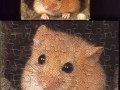 1-Hamster