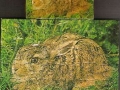 2-Hase