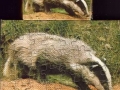 3-Dachs