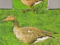 4-Gans