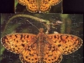 5-Schmetterling