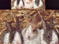 4-Kaninchen