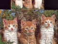 5-Katze