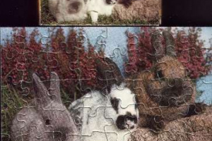 Pelikan - Puzzle - Mini Tiere - Serie 3