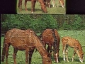1-Pferd