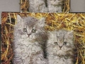2-Katzen