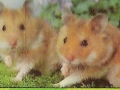 3-Hamster-