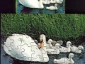 1-Schwan