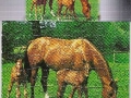 2-Pferde