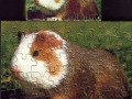 3-Meerschwein