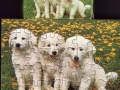 5-Hunde