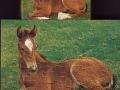 1-Pferd
