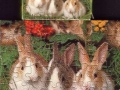 2-Kaninchen