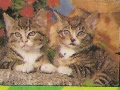 3-Katzen