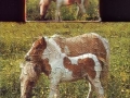 1-Pony