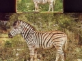 3-Zebra