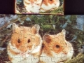 4-Hamster