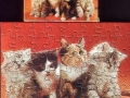 5-Katzen