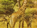 giraffe