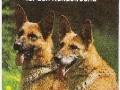 Rassehunde-75-B-675