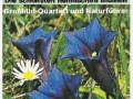Blumen-Die-schoensten-heimischen-Blumen-75-B-824